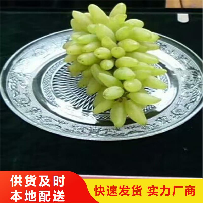 焦作妮娜皇后葡萄苗種植條件