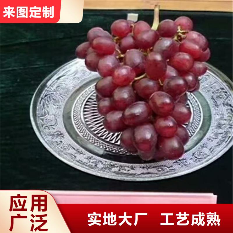 浙江省哪里批發早熟葡萄苗