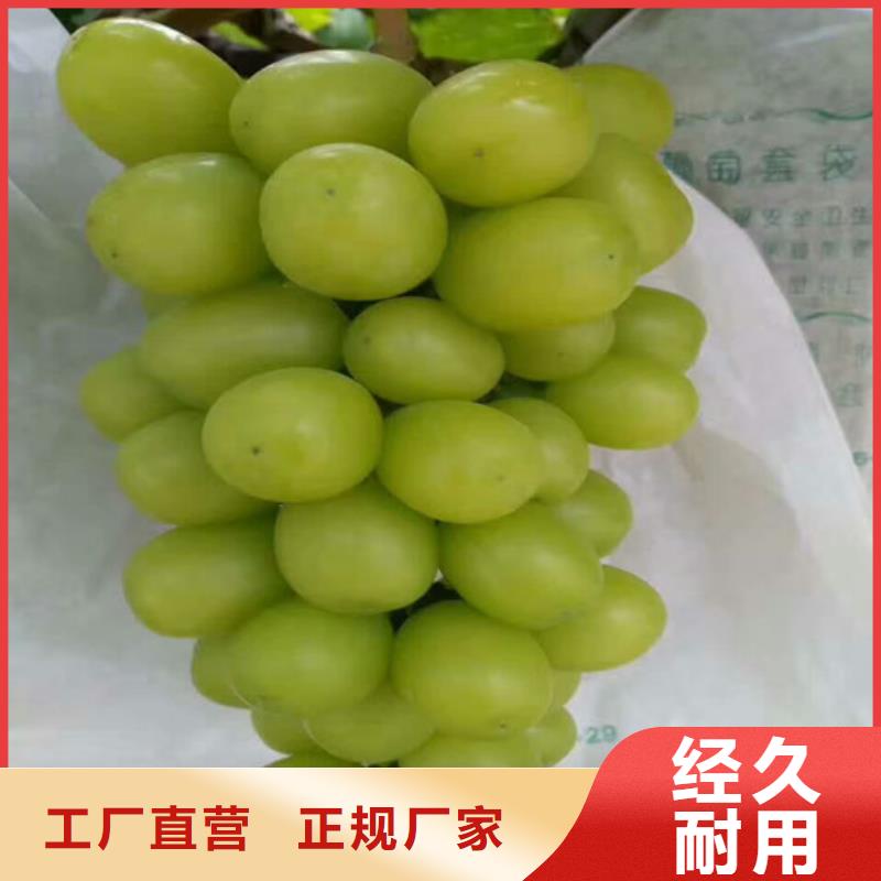妮娜皇后葡萄苗種植條件當?shù)毓?>
                    <h3>妮娜皇后葡萄苗種植條件當?shù)毓?/h3>
                </div>
            </a>
        </li>
        <li>
            <a href=