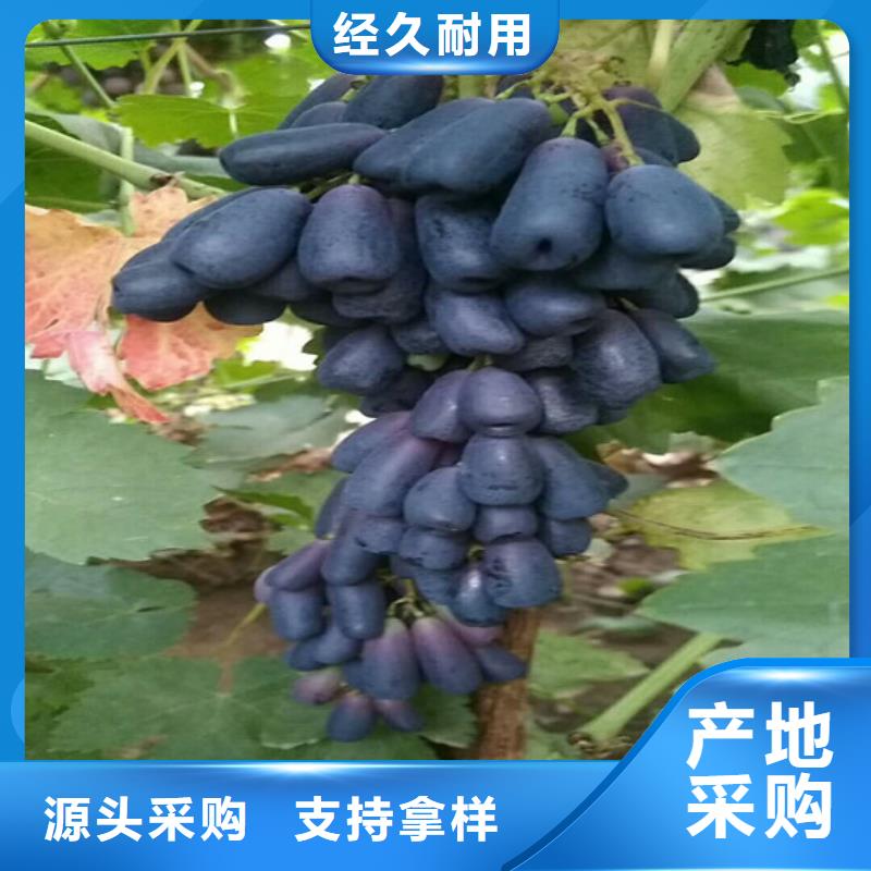 克瑞森葡萄苗批發(fā)價(jià)格長期供應(yīng)