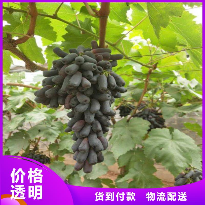 無核葡萄苗生產廠家_10年經驗供應采購