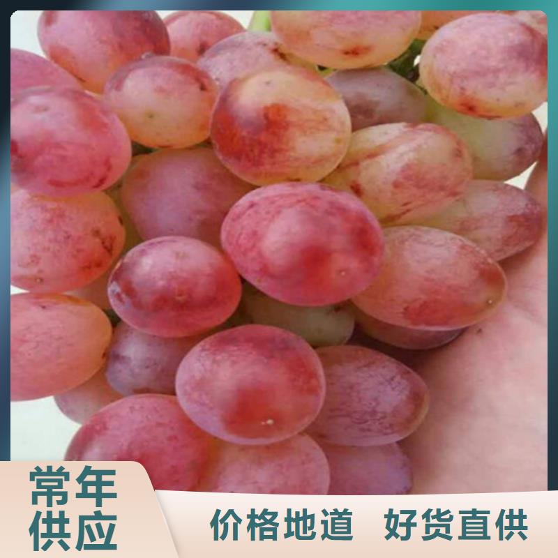 買阿里無核葡萄苗必看-售后保證