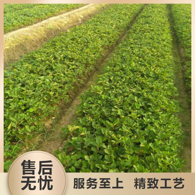 生產紅99草莓苗的阿里實力廠家