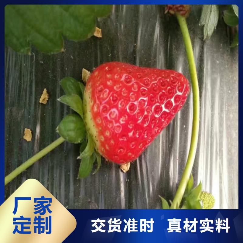商南妙香草莓苗廠家供應(yīng)