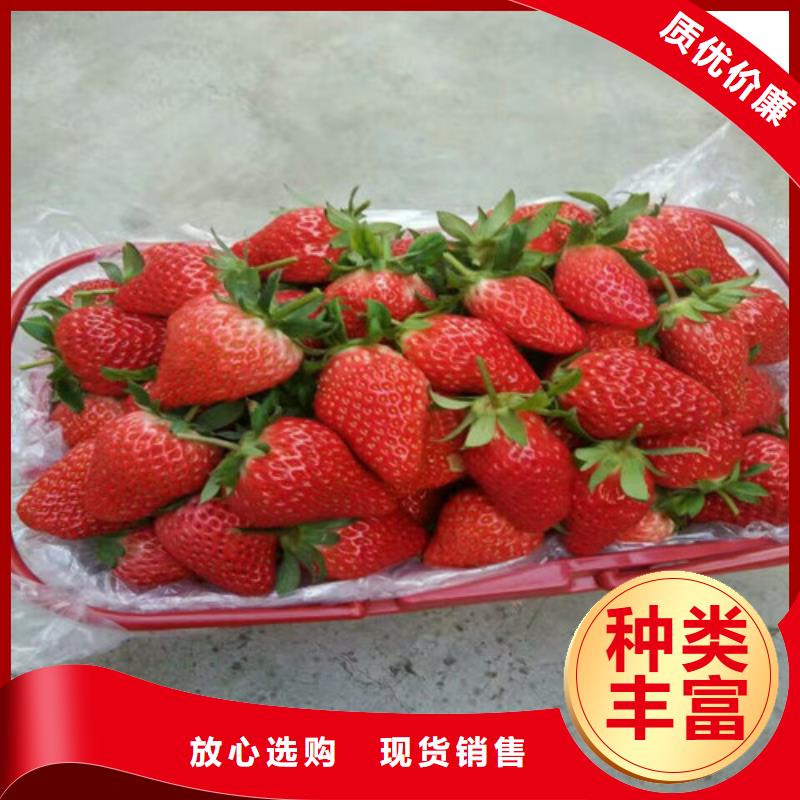 白果草莓苗哪里有批發的工廠認證