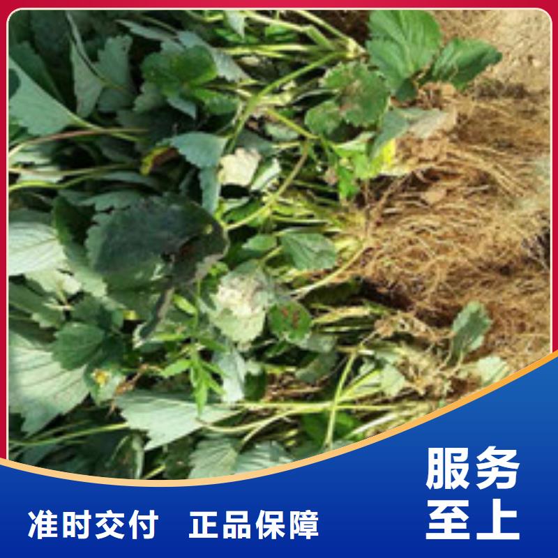 桃熏草莓苗廠家_商洛桃熏草莓苗