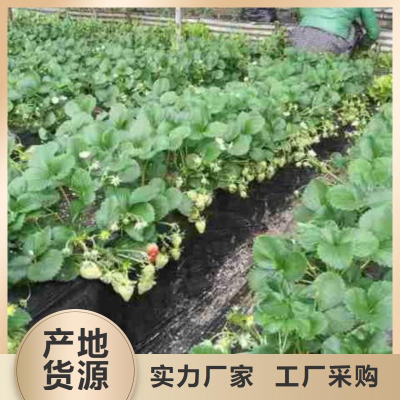 龍港白雪公主草莓苗育苗廠家