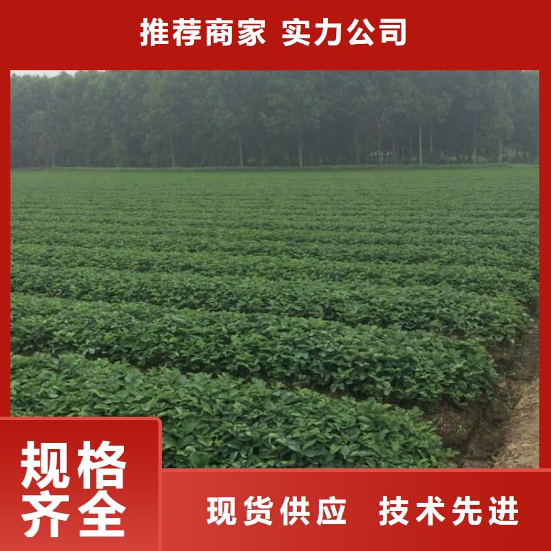 定西生產(chǎn)紅顏草莓苗_優(yōu)質(zhì)廠家