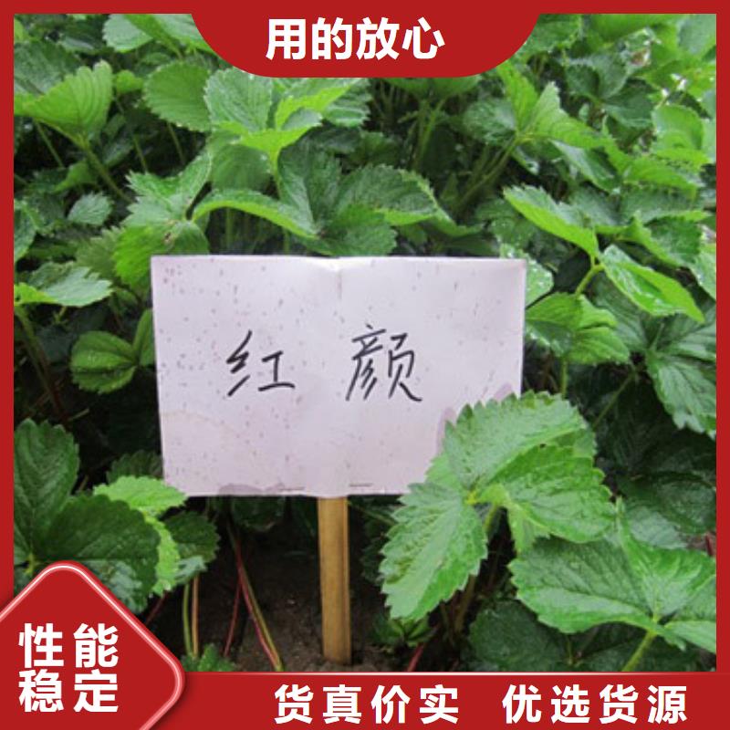 夹江大棚草莓苗零售专注细节专注品质