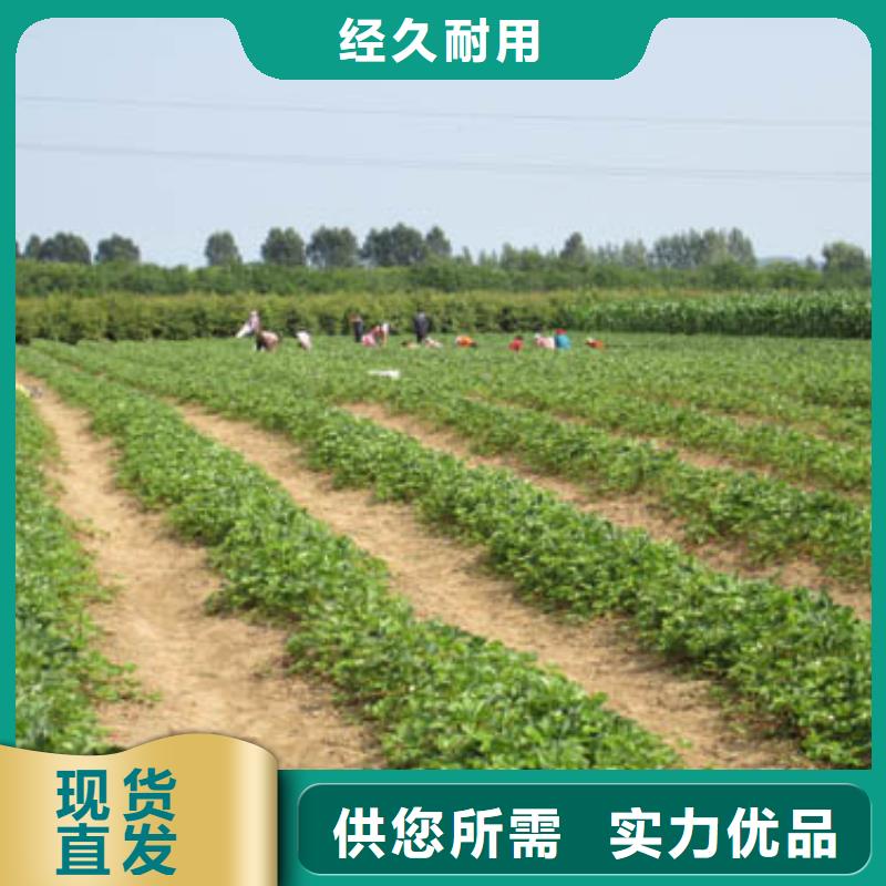 寧波象山哪里賣草莓種苗,草莓種苗基地批發(fā)
