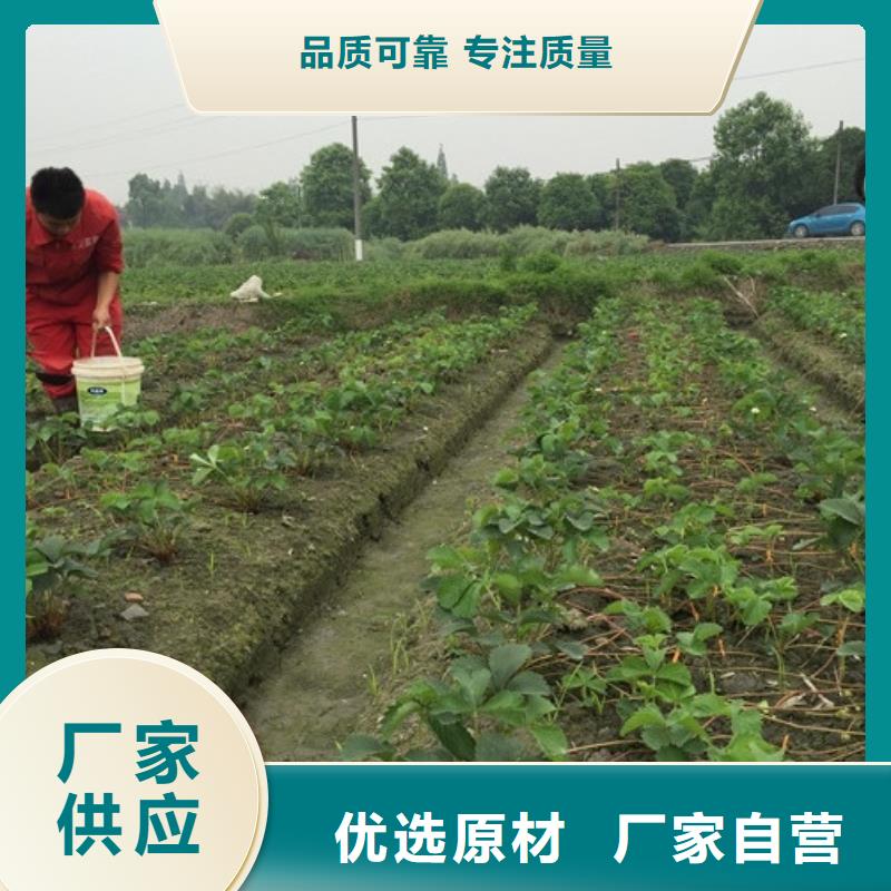 省心：牛奶草莓苗生產(chǎn)廠家本地供應(yīng)商