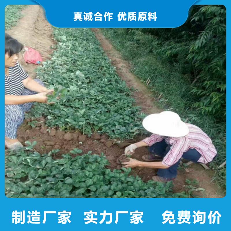 我想買桃熏草莓苗，桃熏草莓苗耐儲存品種用品質說話
