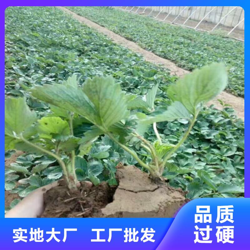 巧克力草莓苗便宜價格多年行業積累