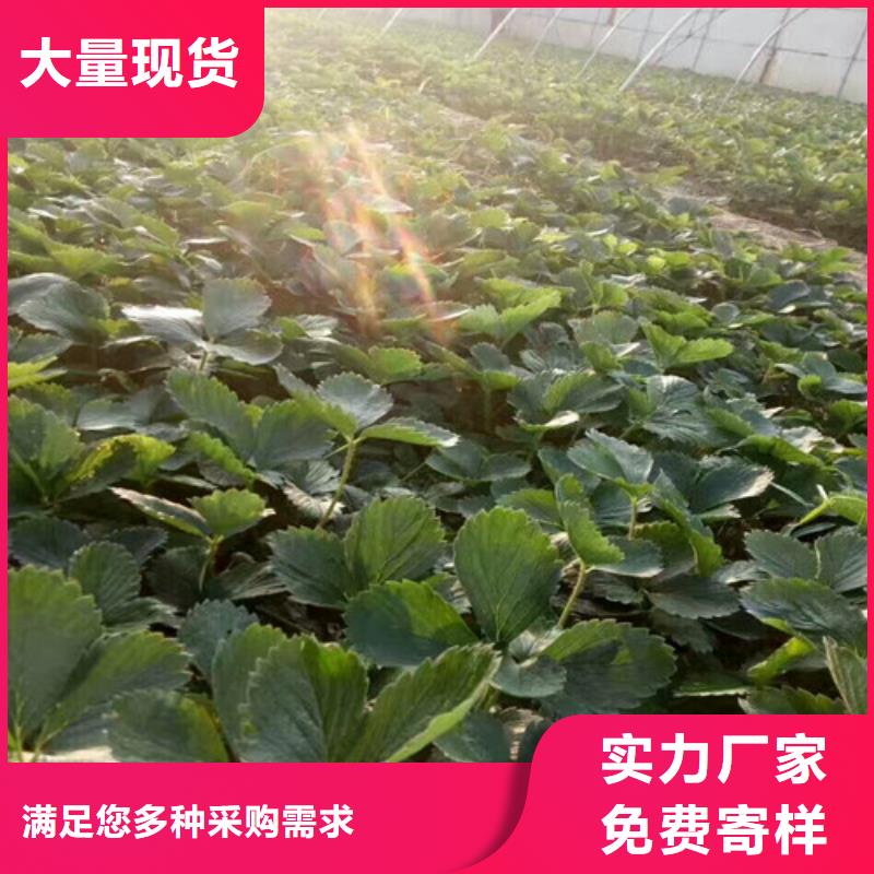 龍港草莓苗品種良心廠家