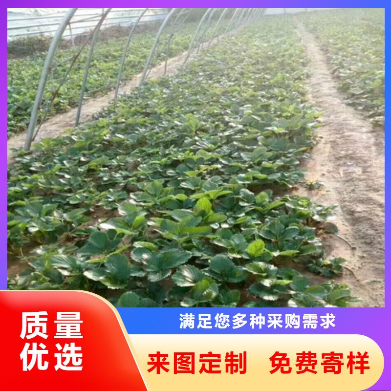 襄垣妙香草莓苗哪里好誠信商家