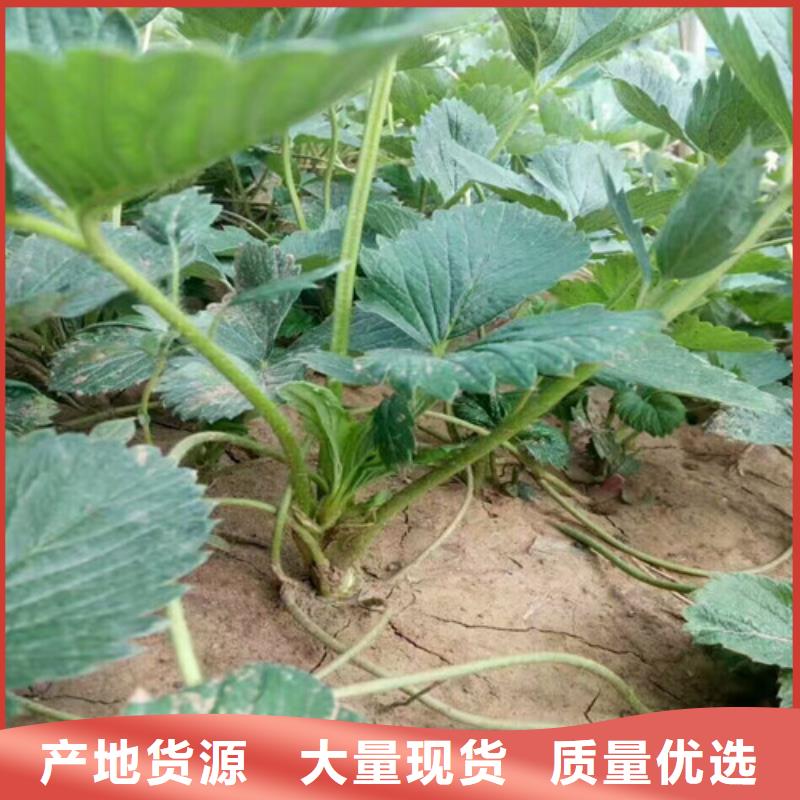婁底市草莓苗哪里純正