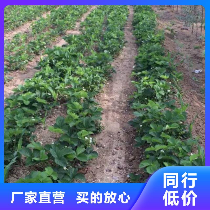 甜寶草莓苗價格廠家擁有先進的設備