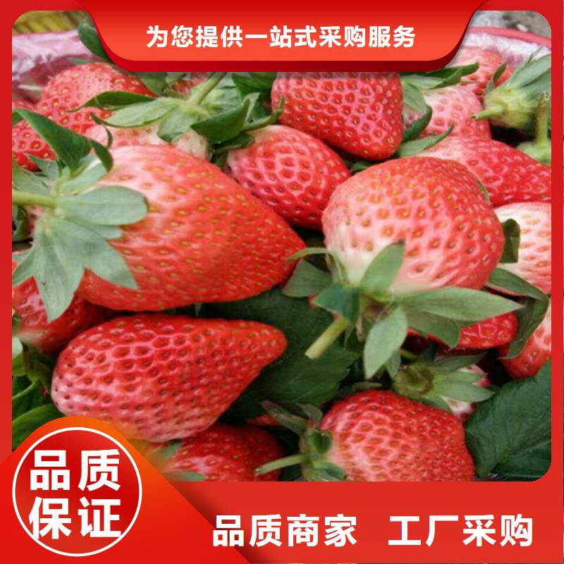 龍亭脫毒草莓苗哪里有質量安心