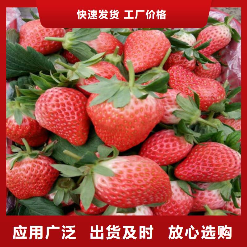 湖北黃石紅99草莓苗