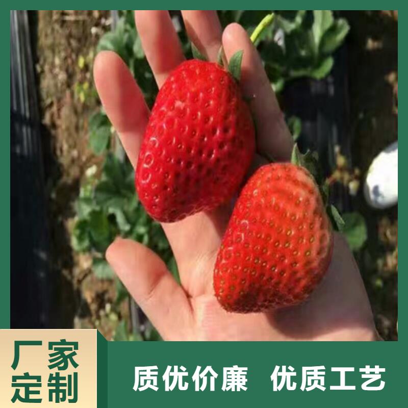【草莓苗葡萄苗基地品質(zhì)保障售后無(wú)憂】主推產(chǎn)品