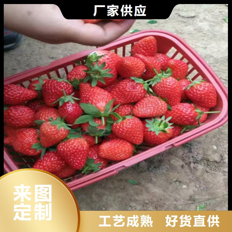 可定制的葫蘆島脫毒草莓苗實(shí)體廠家