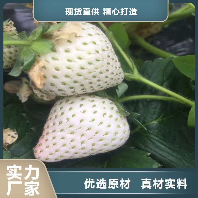 五通桥章姬草莓苗培育同城货源