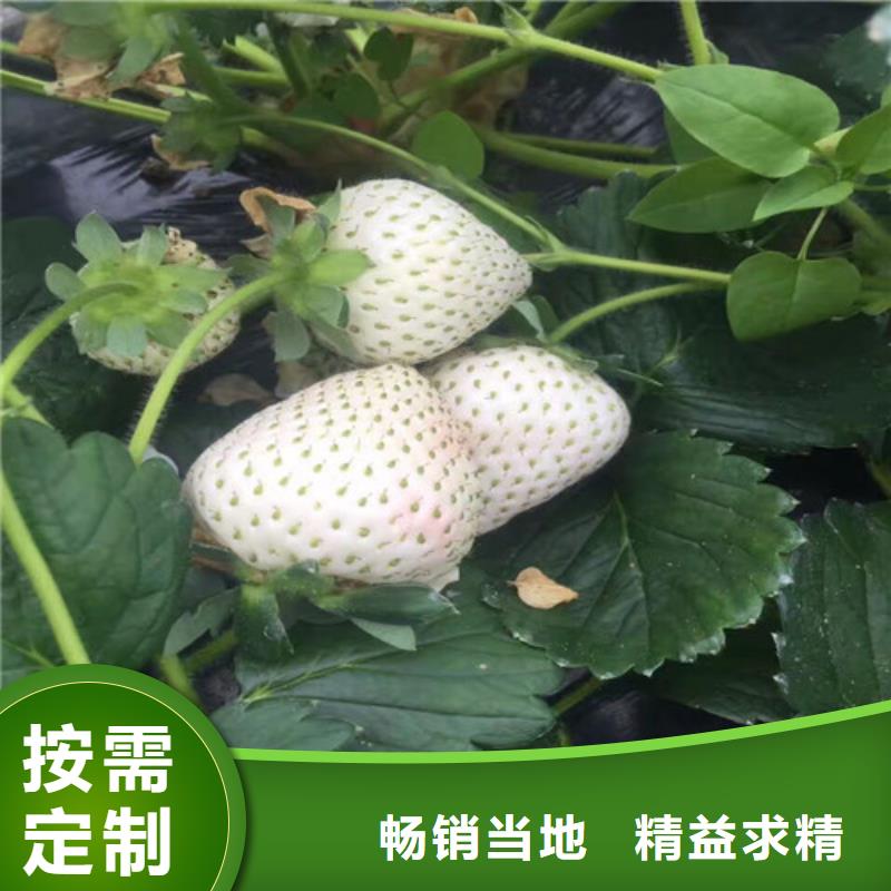 解放桃熏草莓苗廠家供應