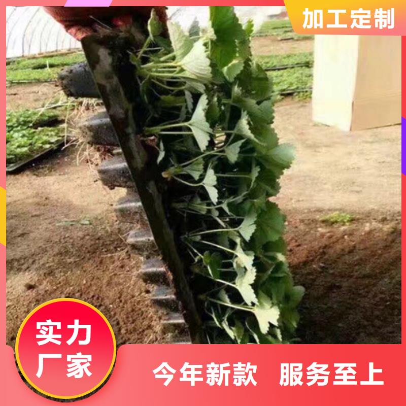 龍港白雪公主草莓苗育苗廠家