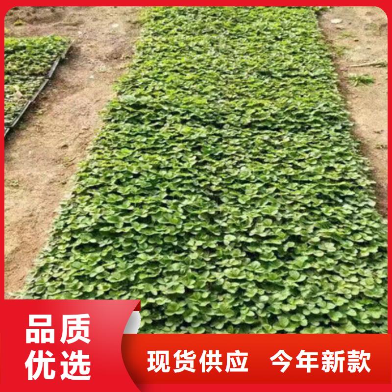 草莓苗-香椿樹苗閃電發(fā)貨當(dāng)?shù)貜S家