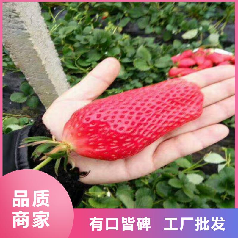 屯昌县我想买香蕉品种草莓苗，香蕉品种草莓苗亩产多少同城经销商