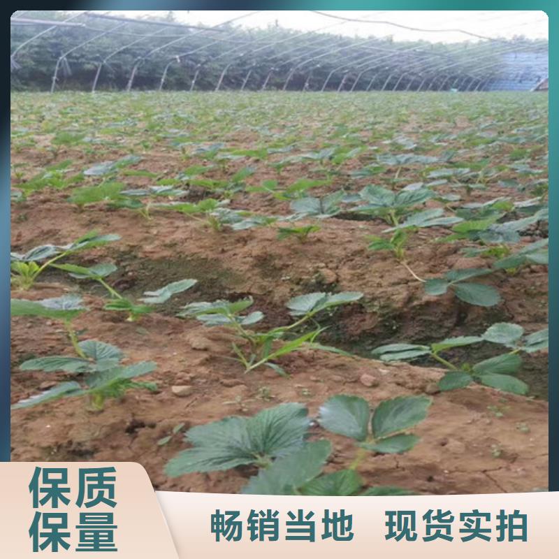 草莓苗【梨樹苗】用心服務根據要求定制
