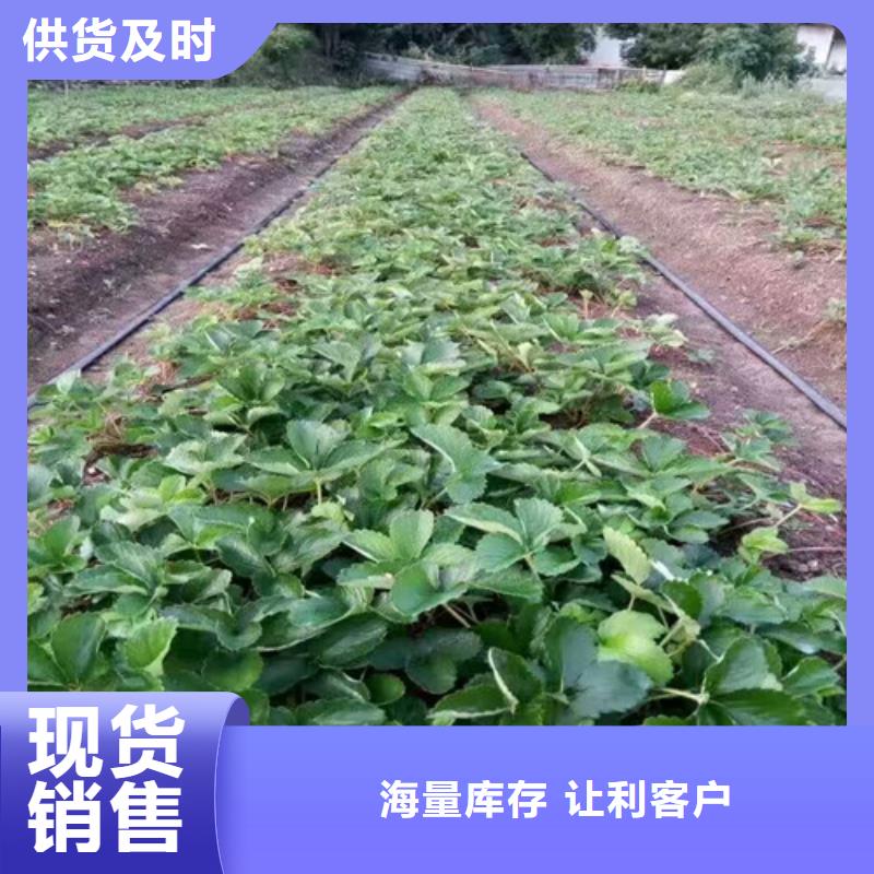 興城紅頰草莓苗低價批發