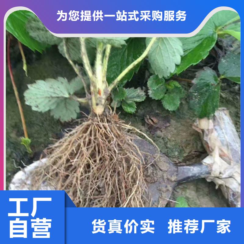 2025當(dāng)天發(fā)貨#甜寶草莓苗#大量庫存專業(yè)生產(chǎn)廠家