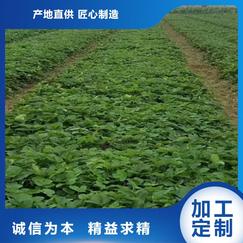 廠家批發妙香草莓苗價格優惠本地廠家