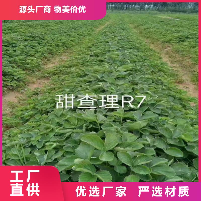 樂亭脫毒草莓苗種苗本地制造商