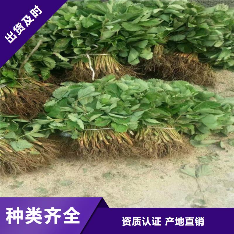 哪里出售寧玉草莓苗，寧玉草莓苗哪里有專業設計