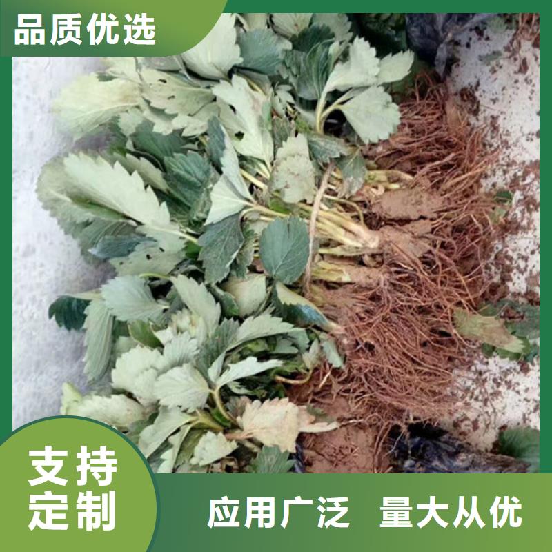法蘭地草莓苗品種齊全廠家實(shí)力大