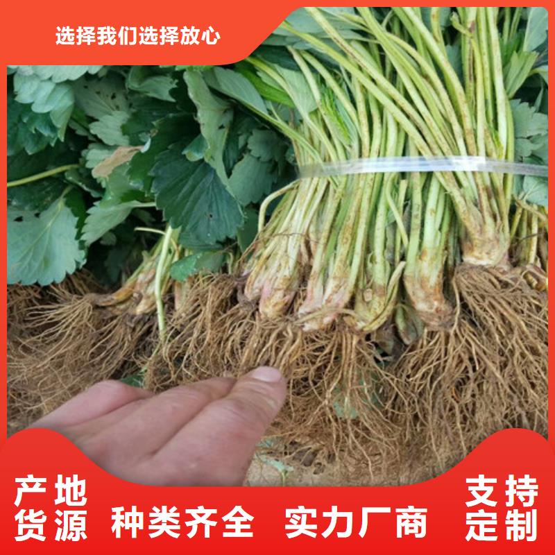 興城紅頰草莓苗低價批發
