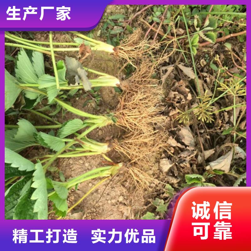 草莓苗【紅油香椿樹苗】質(zhì)量看得見同城經(jīng)銷商