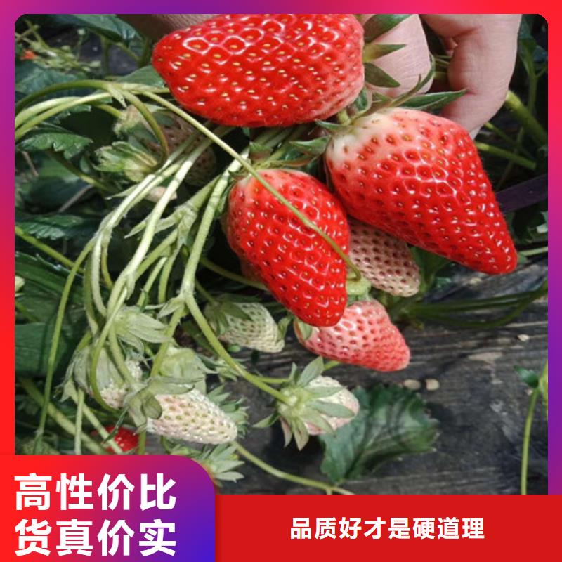 桃熏草莓苗便宜價格本地貨源