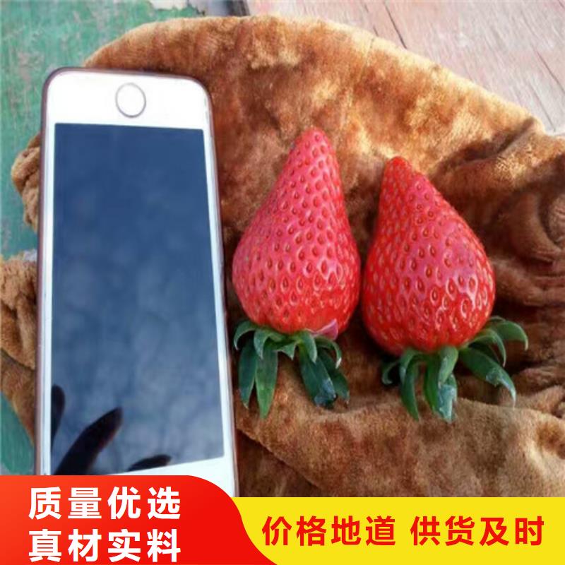 草莓苗_果樹苗批發基地交貨準時用心制造