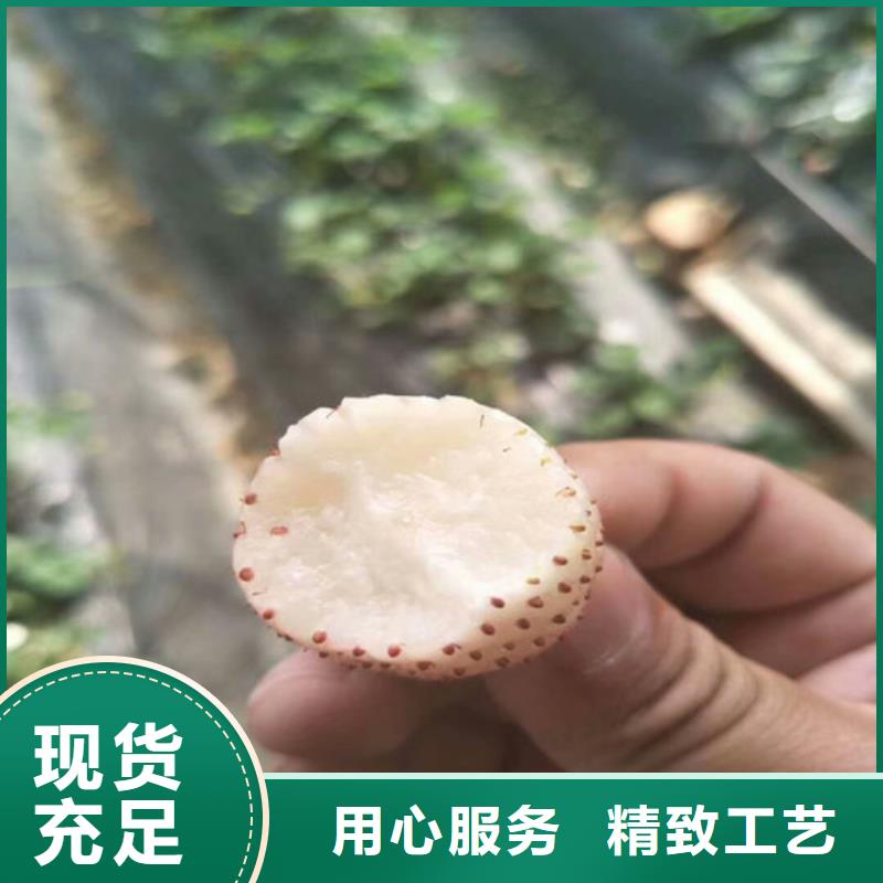 【草莓苗】_草莓苗價(jià)格信譽(yù)至上的圖文介紹