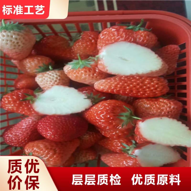 草莓苗蟠棗樹苗品牌企業用心服務