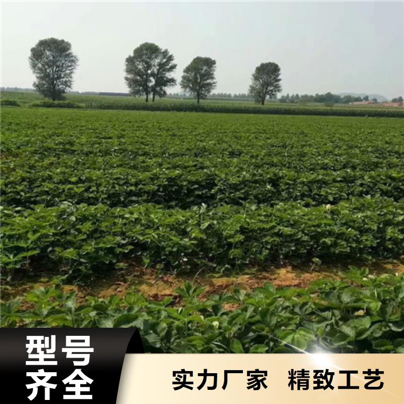 巧克力草莓苗哪里有種植的匠心工藝