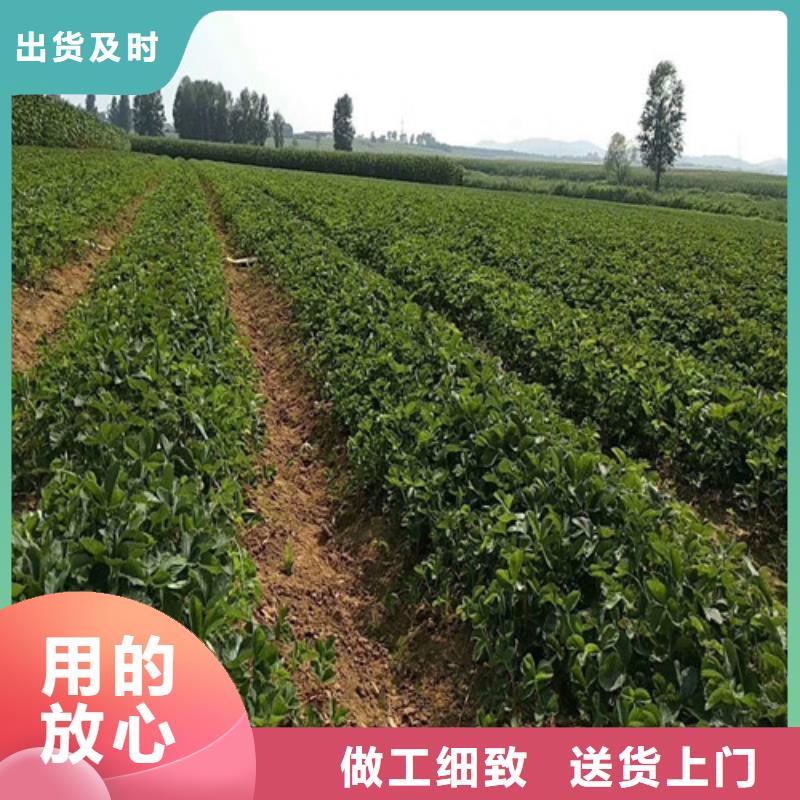 婁底市草莓苗哪里純正