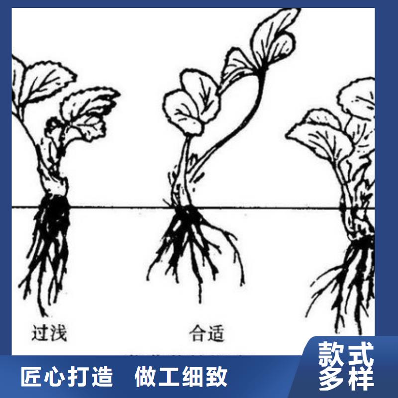 奶油草莓苗廠家供應本地廠家