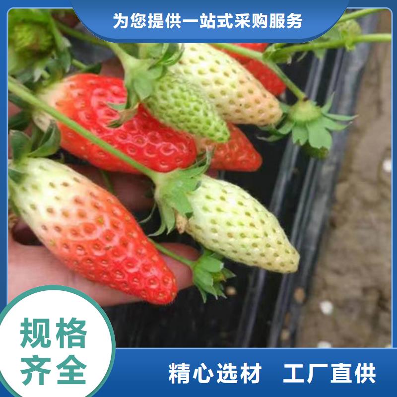 草莓苗品種廠家供應廠家現(xiàn)貨批發(fā)