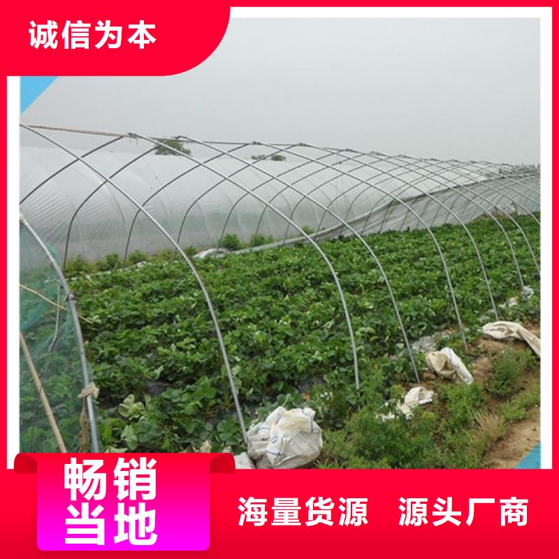 草莓苗蘋(píng)果苗生產(chǎn)安裝同城品牌