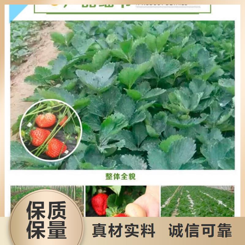 草莓苗-火箭大樱桃树苗用心服务当地品牌