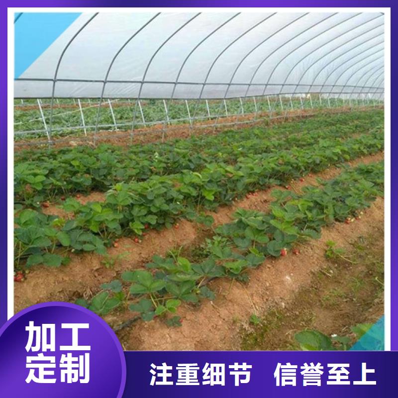 河南焦作巧克力草莓苗
